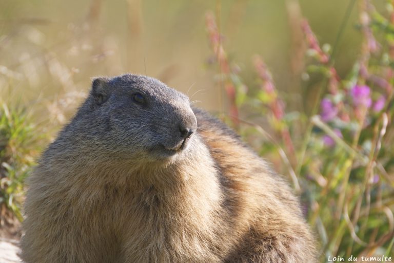 Photographier les marmottes