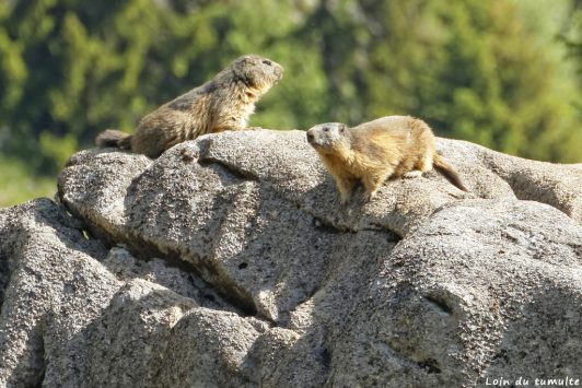 Photographier les marmottes