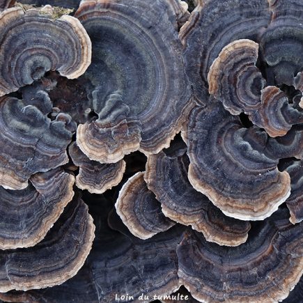 trametes versicolores, champignons sur une souche, emilie pandreau, tableau abstrait