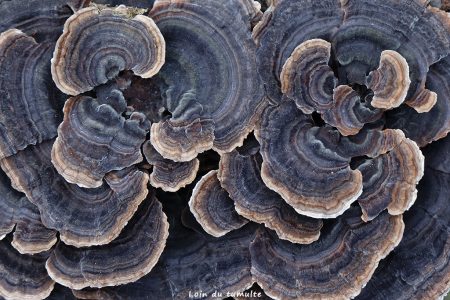 trametes versicolores, champignons sur une souche, emilie pandreau, tableau abstrait