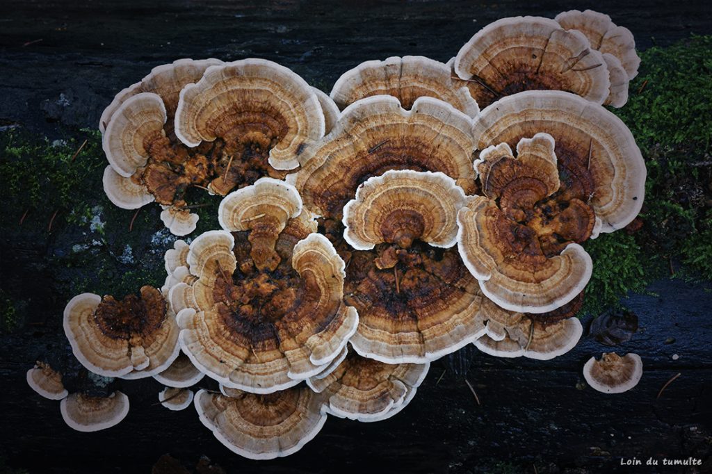 trametes versicolores, champignons marron à beige, sur un arbre mort, emilie pandreau