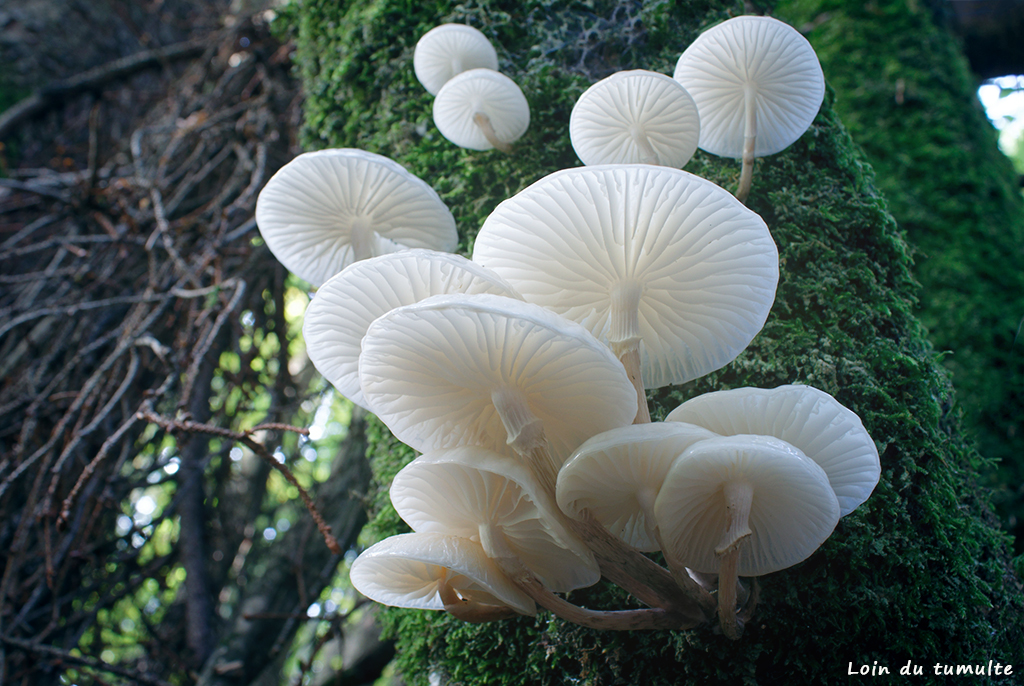 mucidules visqueuses, Oudemansiella mucida, champignon blanc, bois mort, emilie pandreau
